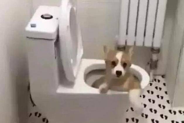 厕所|主人半夜忽然肚子痛,打开厕所的灯一看,眼前的一幕令人笑喷!