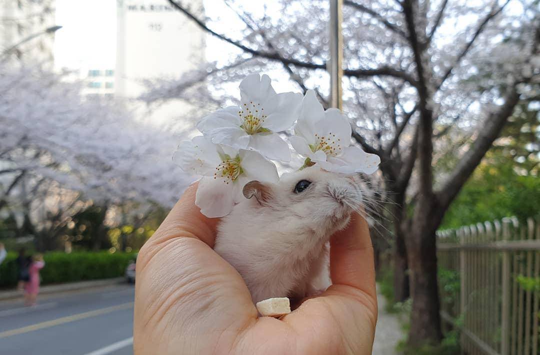 观点评论|一组樱花和仓鼠的合照,春天真好呀