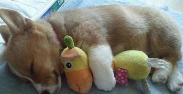 厕所|主人半夜忽然肚子痛,打开厕所的灯一看,眼前的一幕令人笑喷!