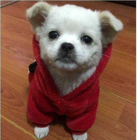 因为|它是我家的幸运儿:被前主人抛弃,流浪在超市旁向人讨食过日子