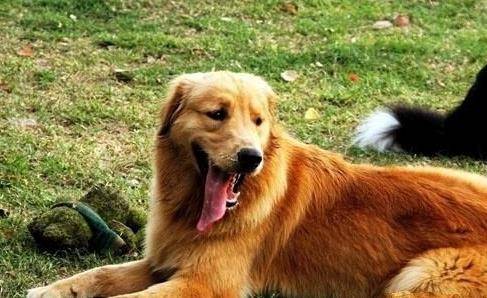 怎么养金毛狗 c5e27721b0b046d9b2b6ba26ed6f732a.jpeg