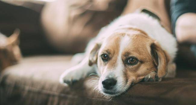 怎么看小狗会不会咬人 cb7ea80e7caa45f88f4109e0994af49e.jpeg