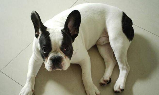 带着|适合家养的5种小型犬，柯基上榜，第五种非常安静