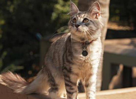 猫咪怎么才能让他亲近自己 dce8137f718248c28a4b1d4cf862958b.jpeg