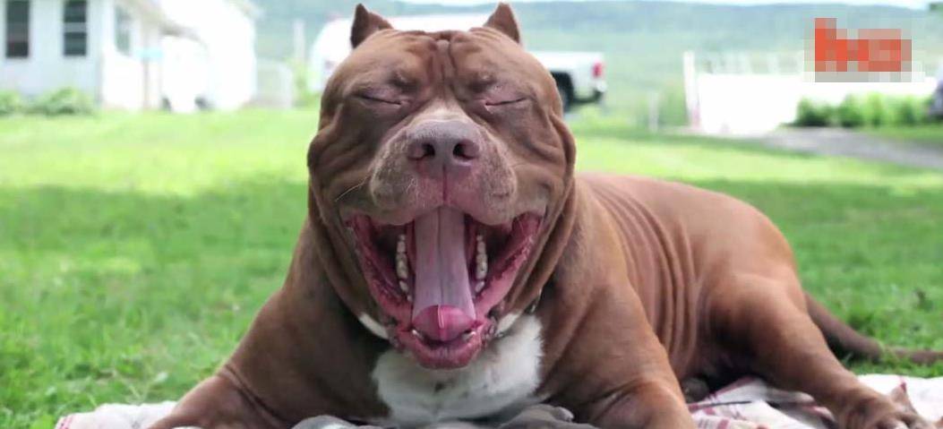 世界最大的比特犬生了8个宝宝 每只价值50万美元 哈尔克