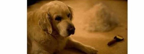 运动量|养金毛犬的5大“危害”,知道后你还敢养吗?