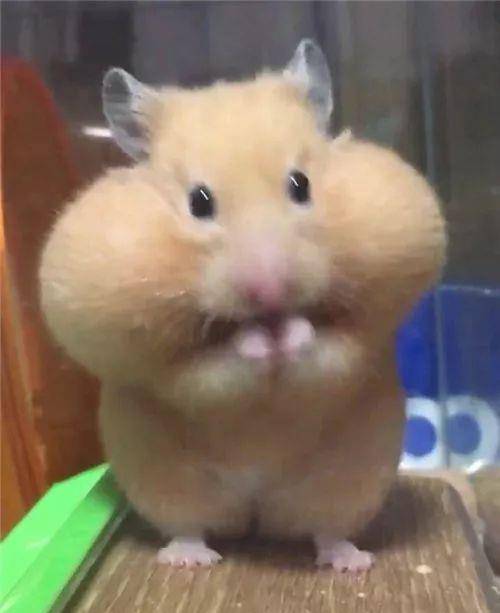 什么|日本网友晒“仓鼠”萌照圈粉，满屏圆滚滚，太可爱了