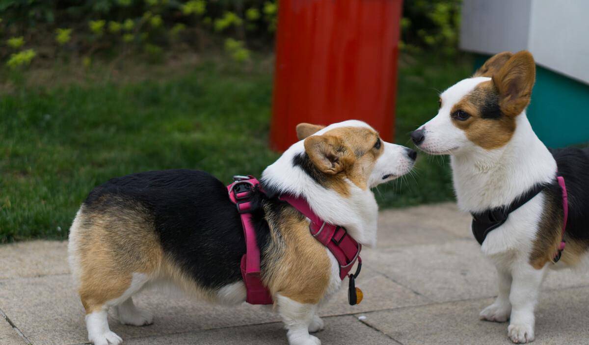 治愈|为什么柯基大受欢迎,原因都在这里