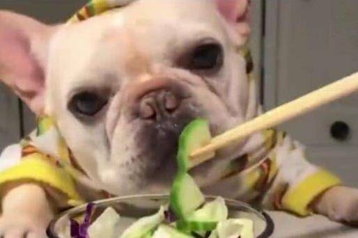 蔬果|养狗，就别犯这些“低级错误”，容易伤了你家狗