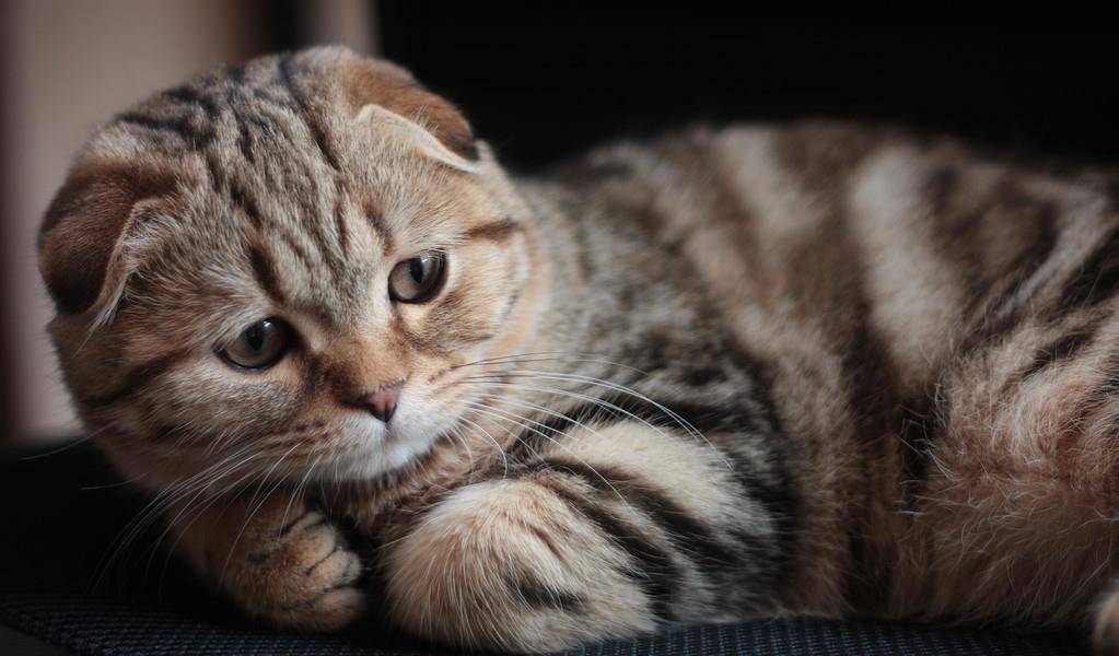 世界上最好养的5种猫咪，你有养过么？