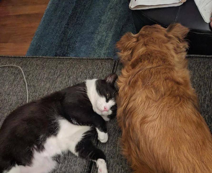 猫咪|家中小猫吃里爬外偷跑出门,原来是找邻居家狗狗,分享自己的零食