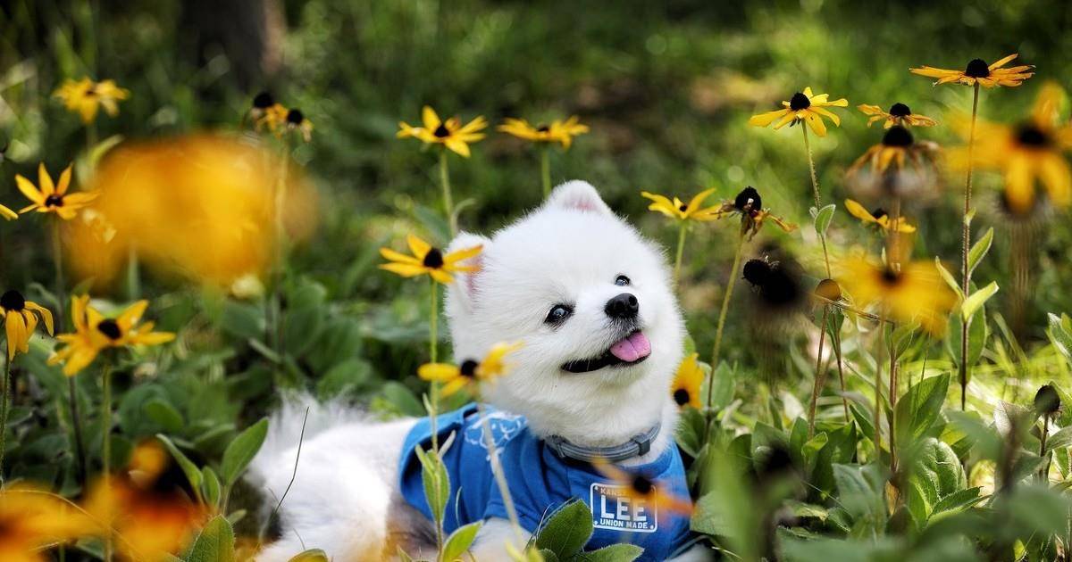 适合家里养的小型犬推荐 52acefb64a8d4a74b697b9402dbf44f5.jpeg