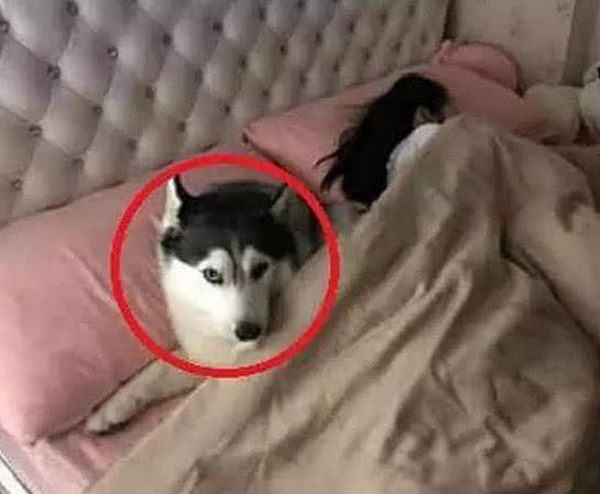 智商|主人让二哈去喊女儿起床,进去后半天没动静,主人一看气得想打它