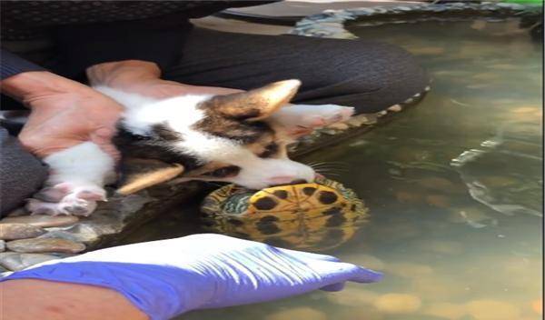 才让|小柯基调戏乌龟被咬到舌头，通过灌辣椒水才龟口脱险，差点成哑巴