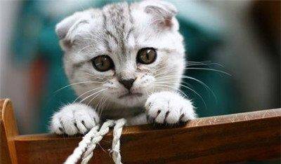 因为|无法适应野外生活的猫咪，你知道吗，加菲被遗弃的那刻就等于死了