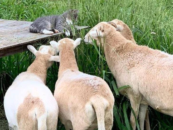 什么|像人类一样去互动,这些可爱的小动物简直成精啦