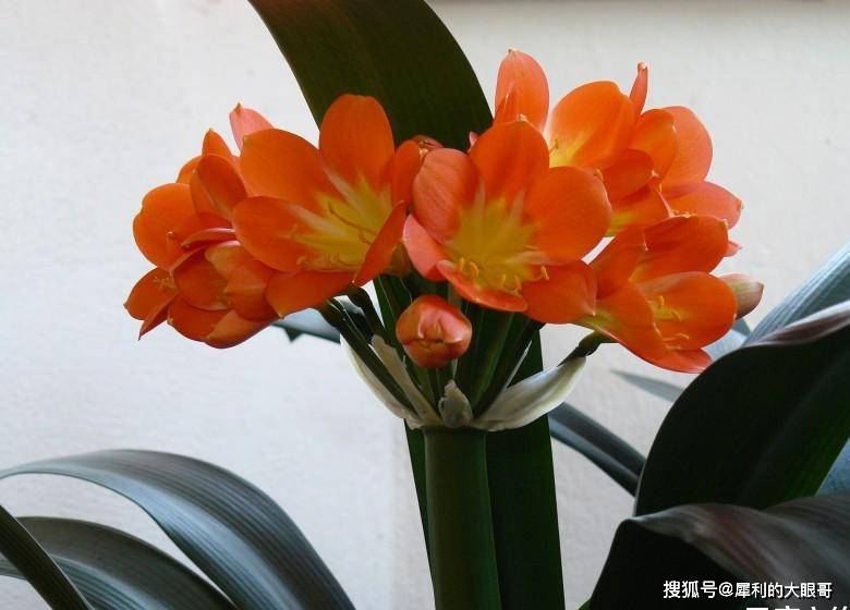 8月28日星座运势红榜 有你么 感情