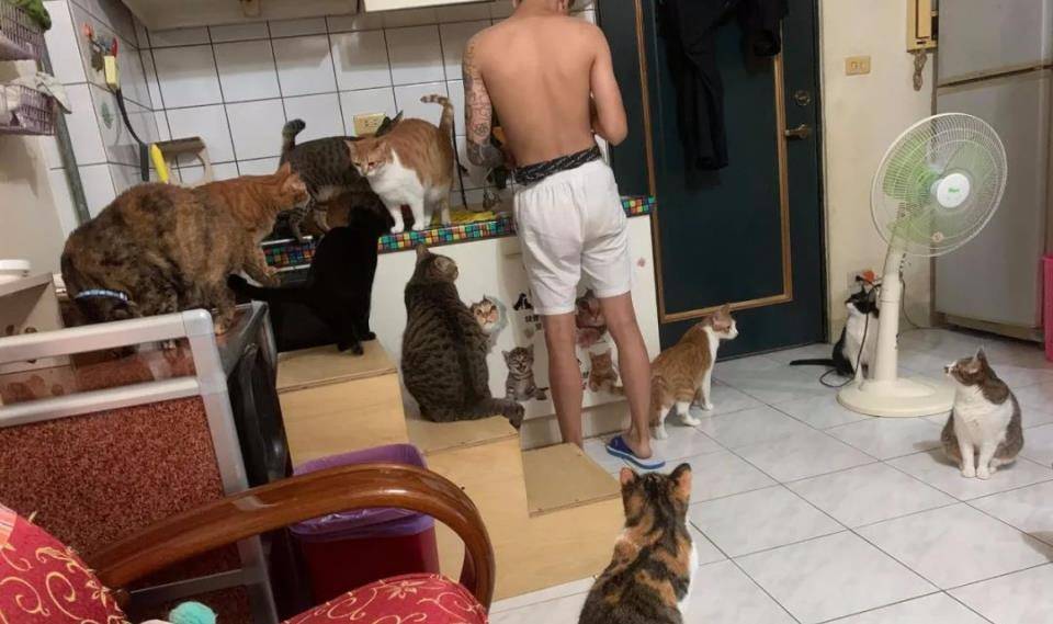 什么|主人究竟做了什么？竟让家里17只猫狗瞬间聚集来“讨债”