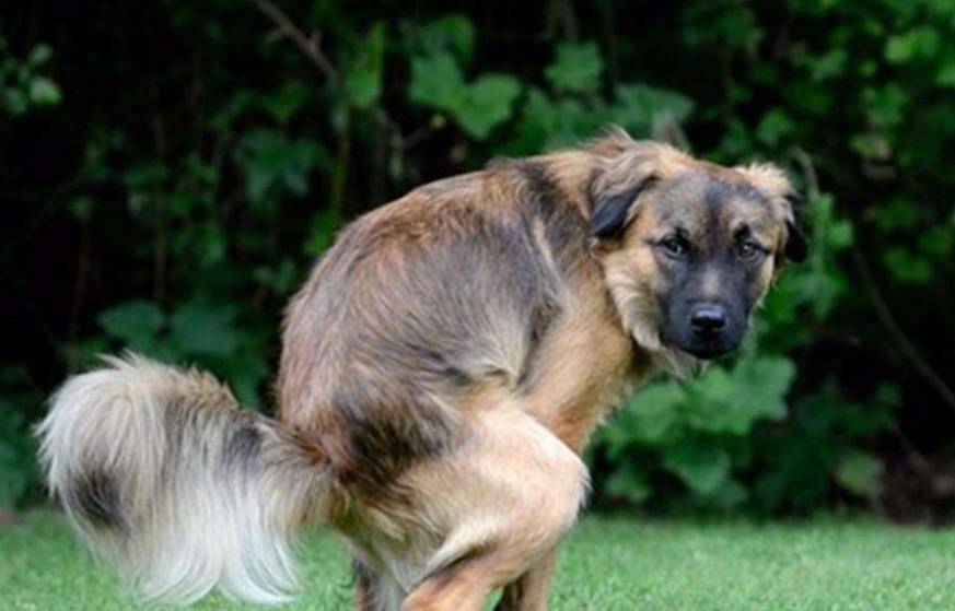 因为|揭晓：狗狗拉大便时，盯着主人看的原因