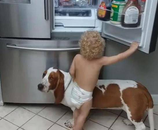 气话|熊孩子叫来狗狗偷零食,宝妈闻声赶来,眼前的惊喜令她哭笑不得