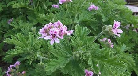 七彩驱蚊驱蝇香花图片图片