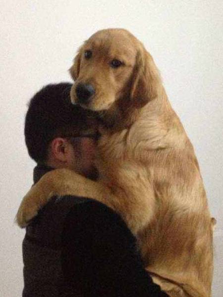 运动量|养金毛犬的5大“危害”,知道后你还敢养吗?