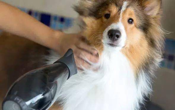 消毒液|养狗要备的9样“神器”，快来看看你缺了哪一样？