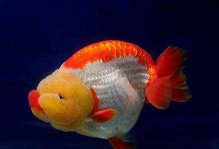 怎么养鱼长得快 b30504f9b69e49ec897efa15713b7a26.jpeg