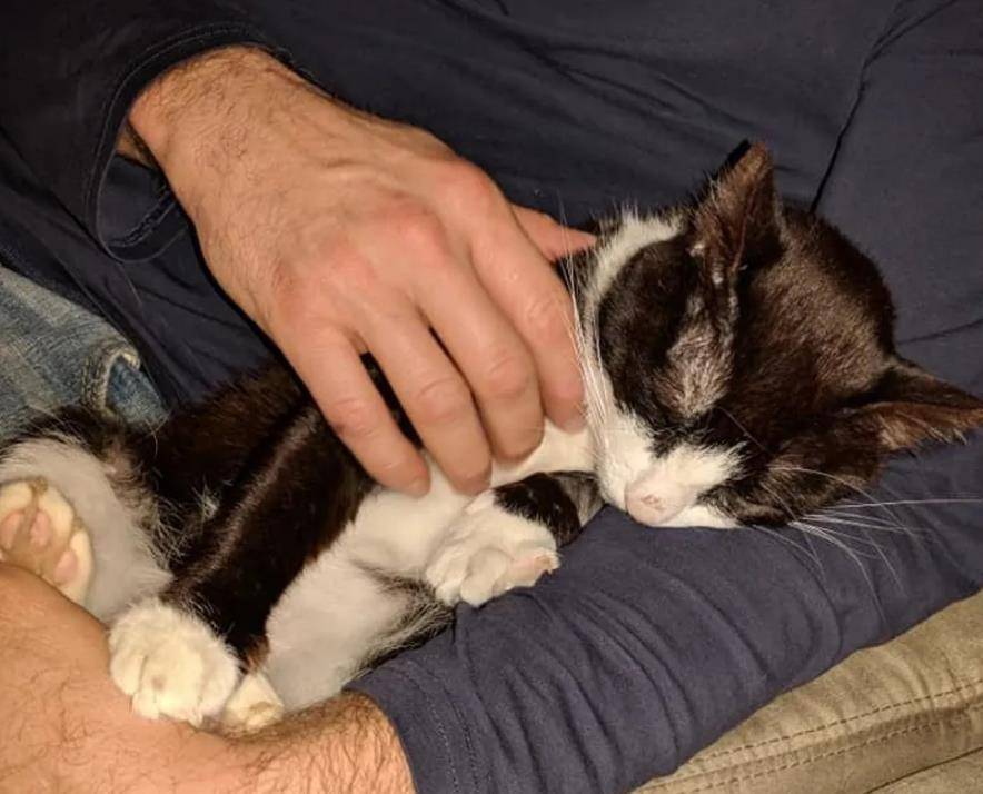 猫咪|家中小猫吃里爬外偷跑出门,原来是找邻居家狗狗,分享自己的零食