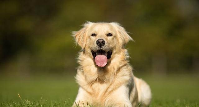 怎么看小狗是否温顺 b86ecafd6efa4e6699117306e8d8a91a.jpeg