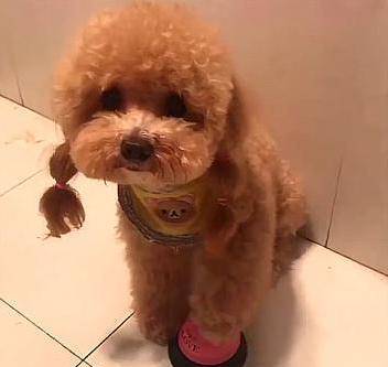 泰迪智商排名第几_柴犬智商排名第几