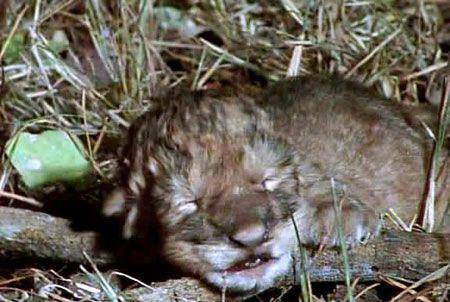 无赖鬣狗群攻产后母狮，母狮拼命保护小狮子，结果太凄惨了！