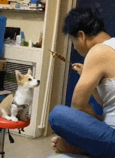 宠物|主人对着狗吃烤串,把它馋的不行,柯基:你个假动作,差点害死我