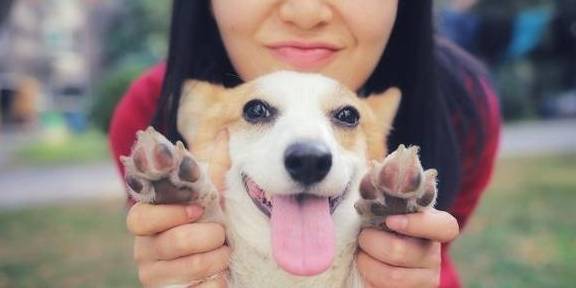 常见的狗狗种类 你家是否榜上有名 主人