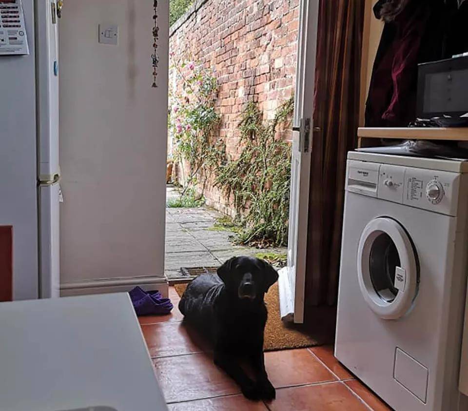 Sophie|女生失恋却意外收获暖心汪贴身守护，每天与女生共进早餐：有我呐