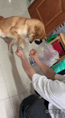 小汪|最容易跟宝宝达成共识的原来是狗