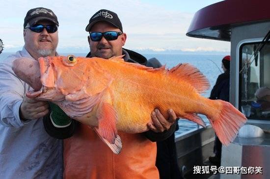 什么时候可以放生鱼 fef5936908e9475e95db4ea6f214895b.jpeg