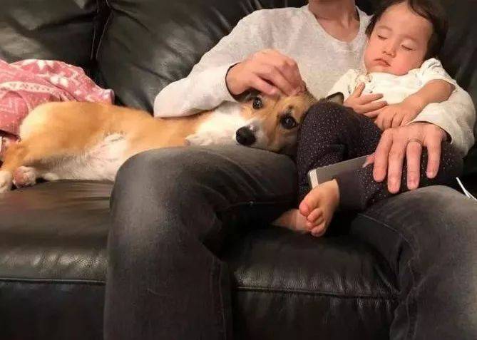 都跟|柯基从嫉妒小主人到实力宠娃，带娃保姆就是这样养成！