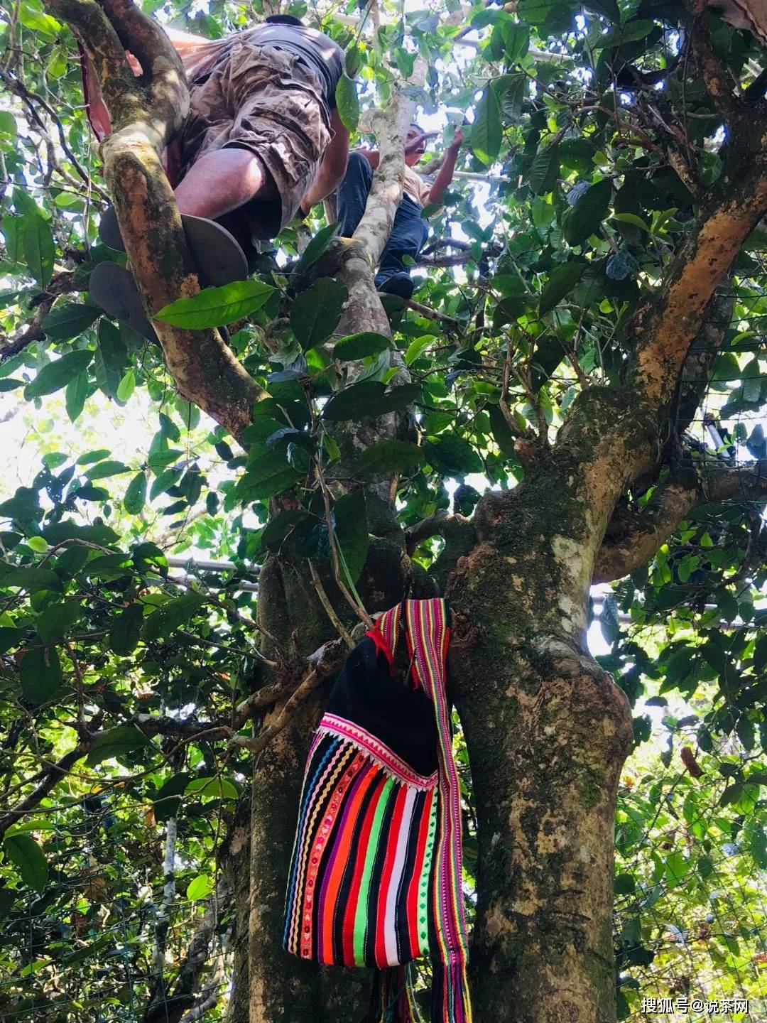 勐宋乡|传说“三年那卡赛班章”？勐宋古茶代表——那卡真能当班章卖？