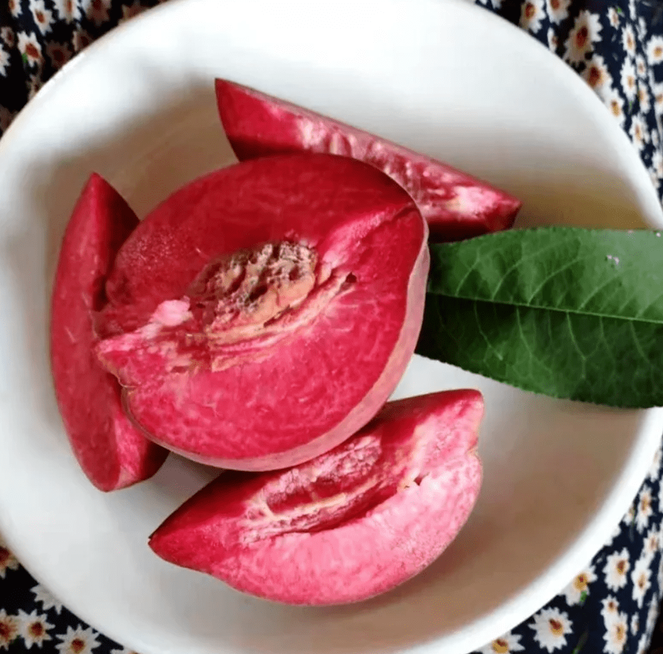 它的总酚含量,花青素含量都极显著地高于白果肉和黄果肉的桃子