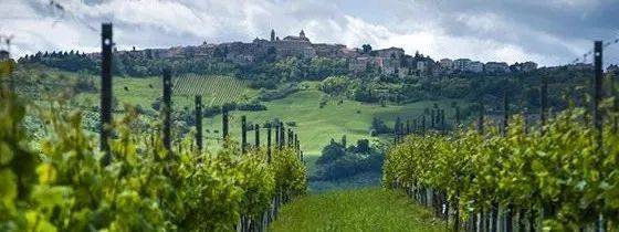 Wine|Siamo Campioni！意大利葡萄酒看Wine to Asia 2021