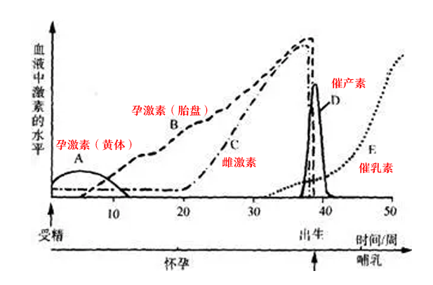 1 孕期激素的改变