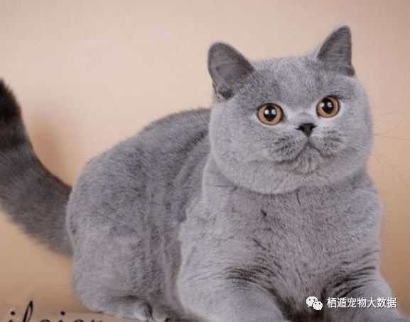 美国|猫咪食欲不振可能是他有小脾气啦!不同猫咪的性格养猫人必看!