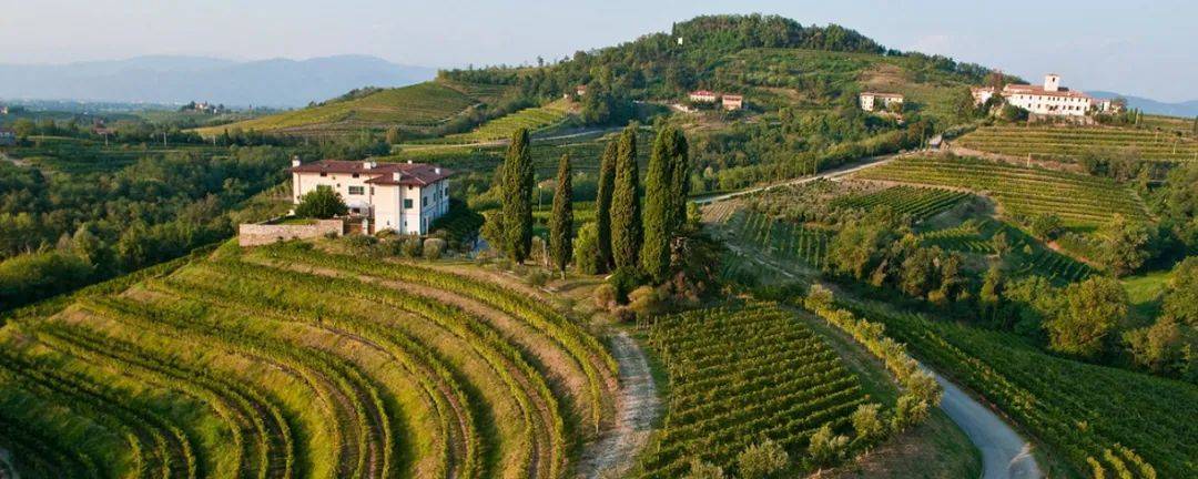 Wine|Siamo Campioni！意大利葡萄酒看Wine to Asia 2021