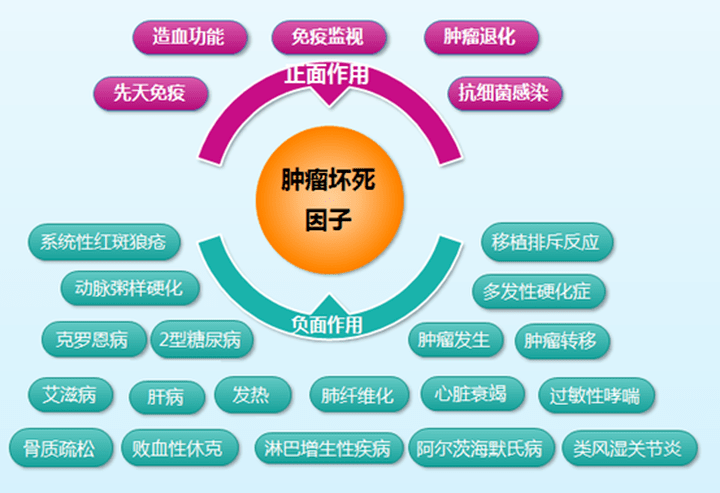 cd70-cd27,肿瘤坏死因子tnf家族中的免疫治疗新星