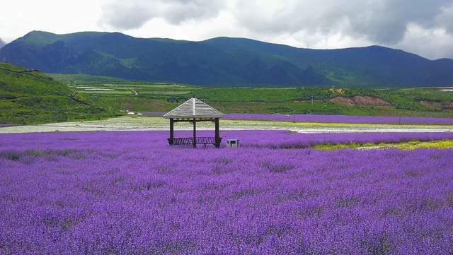 松潘县川主寺镇的薰衣草基地,是松潘县打造天堂香谷的一部分,这里距九