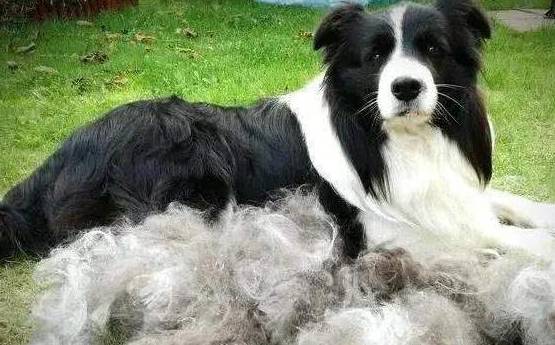 因为|关于边境牧羊犬几个“秘密”，看完很多人改观，直呼想养一只！