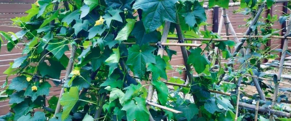 梦境的丰饶园，解读梦到一片菜地长满黄瓜豆角茄子的深层含义