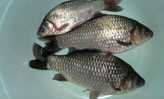 鲤鱼富含优质蛋白,矿物质和维生素,极易被消化吸收,可以帮助女性润肤