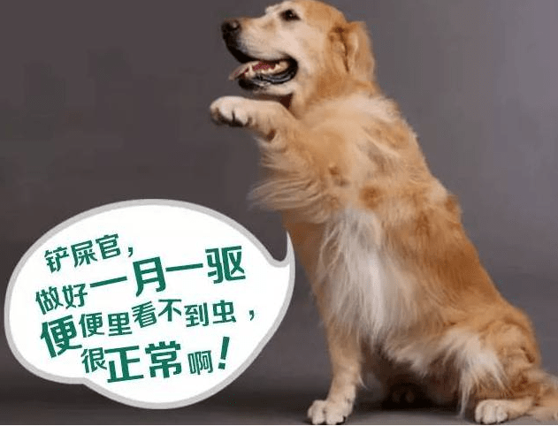 玩具|养一只金毛犬,一个月要花多少钱?